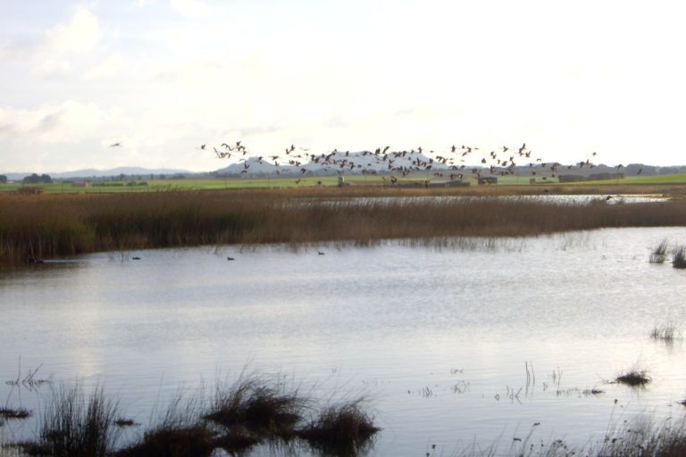 Laguna de Petrola