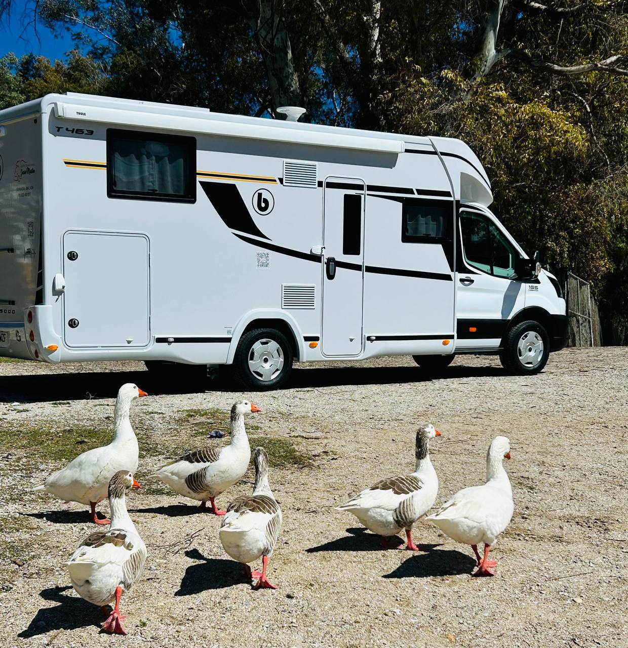 Benimar Tessoro 463